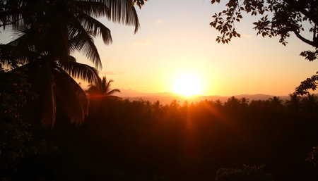 Golden orange twilight over jungleの素材