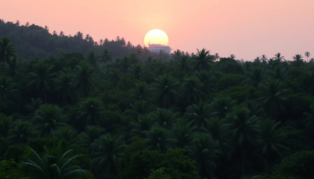 Soft glowing sunset over jungleの素材