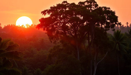 Tranquil sunset over jungle canopyの素材