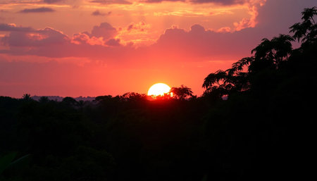 Majestic sunset over jungle wildの素材