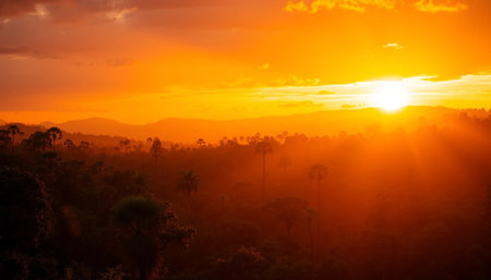 Orange twilight above wild rainforestの素材