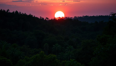 Serene jungle horizon under twilightの素材