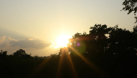 Soft evening sun over jungle canopyの素材