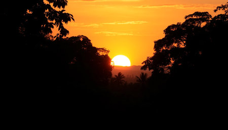 Golden sunset glow shining across jungleの素材