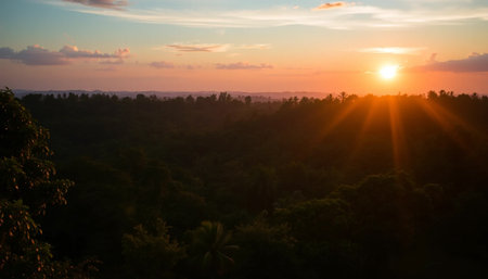 Radiant twilight sky above jungle treesの素材