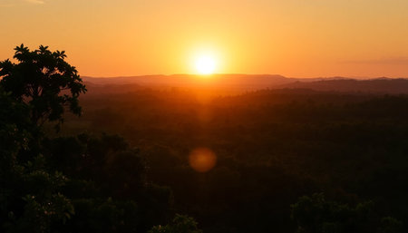 Bright golden light horizon above jungleの素材