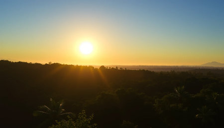 Bright glowing horizon above jungle treesの素材