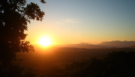 Tranquil golden light above jungle horizonの素材