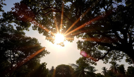 Peaceful golden rays above jungle canopyの素材