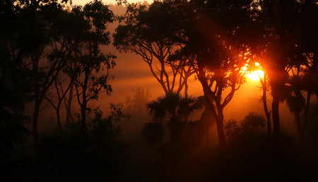 Calm evening over dense jungle forestの素材