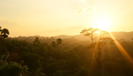 Peaceful golden rays above jungle canopyの素材