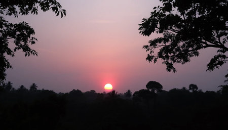 Warm sunset over lush jungle canopy sceneの素材