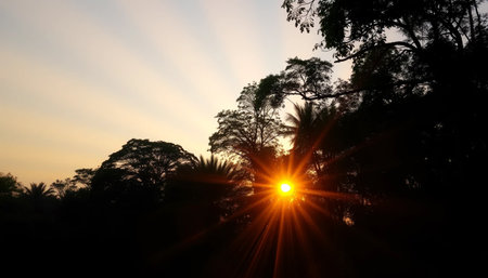 Golden rays glowing softly on peaceful jungle sceneの素材