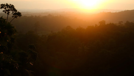 Warm golden light glowing above evening jungleの素材