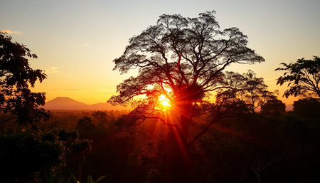 Amber sunset lighting vast jungle landscapeの素材