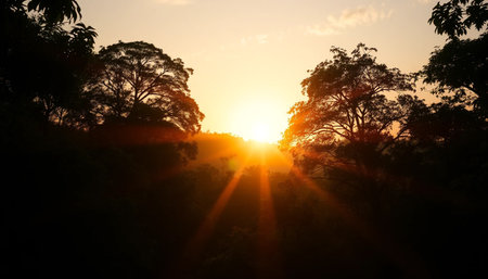 Golden evening rays across jungle viewの素材