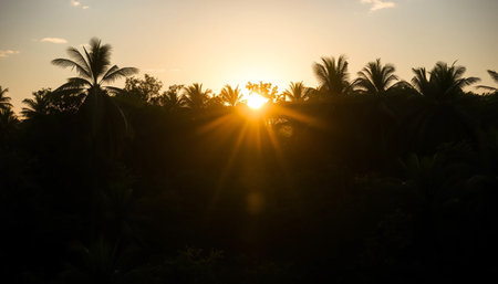 Golden sunlight glowing over jungle treesの素材