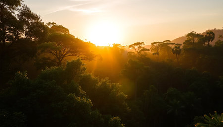 Golden sunlight over silent jungleの素材