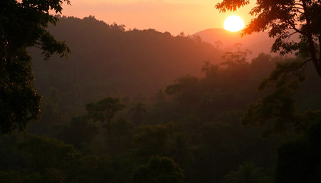 Golden light on tropical forestの素材