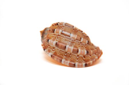 Sea shell isolated on white background の写真素材