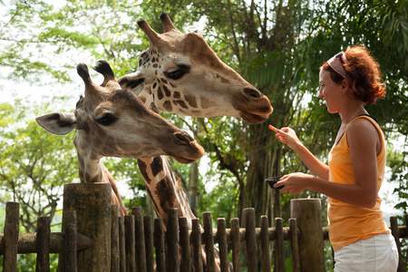 Young woman feeding a giraffe.の写真素材
