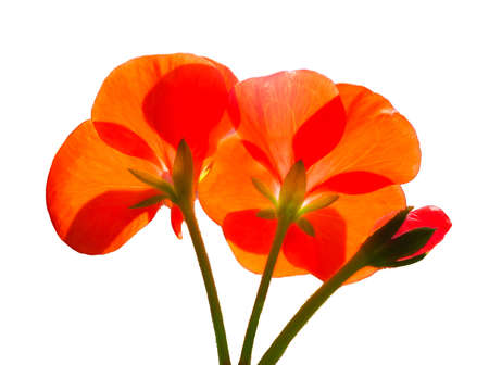 Pressed Flowersの写真素材