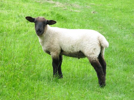 Lamb in fieldの写真素材