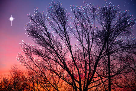 Christmas Tree and lightsの写真素材