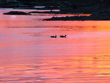 Ducks on Lake Meadの写真素材
