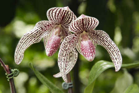 Tropical Orchidsの写真素材