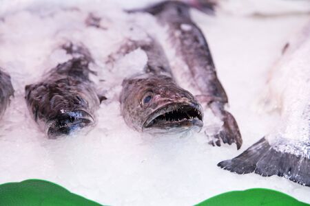 Fresh fish at a Spanish marketの写真素材
