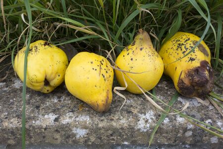 Delicious fresh ripe Quinces ready to make Quince Jellyの写真素材