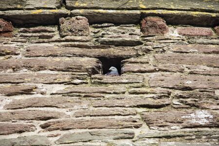 A pigeon surveys the scene from the safety of its perch in an old castle walls in England