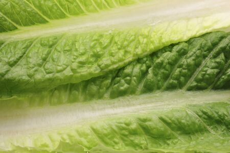 Delicious fresh Romaine Lettuce leavesの写真素材