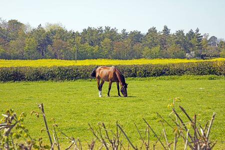 Beautiful horse grazing in a meadow in Somerset Englandの写真素材