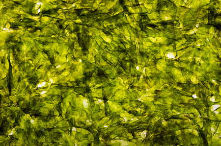 Seasoned roasted savoury green nori Seaweed snackの写真素材