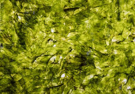 Seasoned roasted savoury green nori Seaweed snackの写真素材