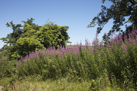 Beautiful pink wildflowers grow in the hedgerows in the West Country of Englandの写真素材