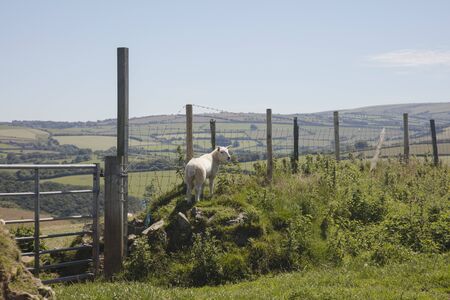 Solitary lamb grazes in farmland in Exmoor north Devon Englandの写真素材