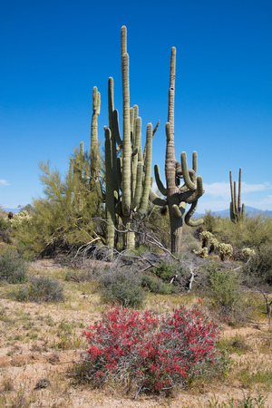 Saguaro and Cholla cactus and beautiful red wildflowers in the Sonoran Desert of Arizona in the southwestern USAの写真素材