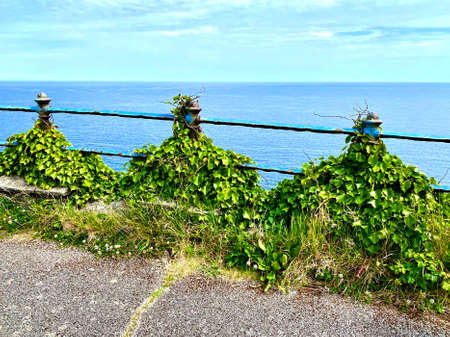 Rugged coastline of the Isle of Man with Ivy growing on the old iron railings along the cliffs above Marine Drive what was the route of the electric railway from Douglas Head to Port Soderickの写真素材