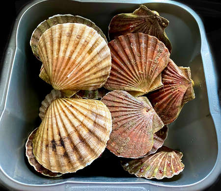 King Scallops in the shell freshly caught and ready for shucking and eatingの写真素材