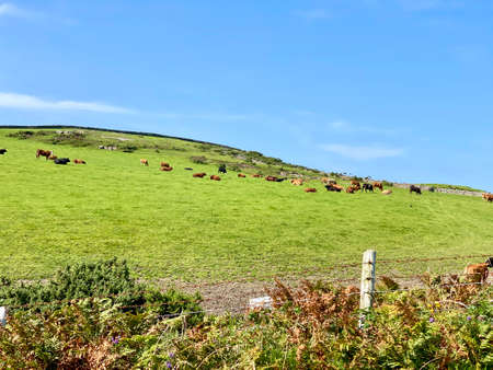 A herd of cattle grazing in emerald green meadows on the Isle of Manの写真素材