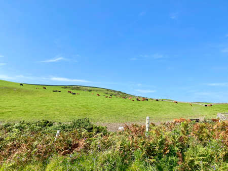 A herd of cattle grazing in emerald green meadows on the Isle of Manの写真素材