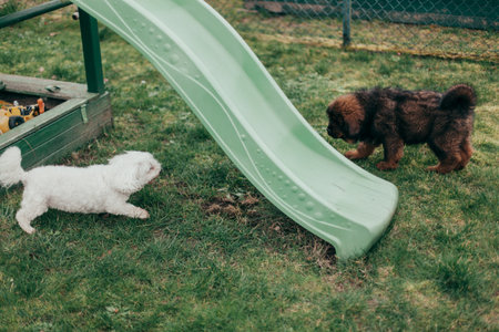 Cute little Tibetan Mastiff and adult Maltese playing on a playground in the backyard. pet concept.の写真素材