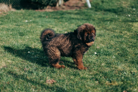 Puppy of Tibetan Mastiff walks on the green grass.の写真素材