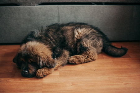 Cute Tibetan Mastiff puppy sleeping on the floor at home.の写真素材