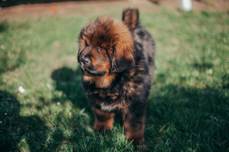Puppy of Tibetan Mastiff walks on the green grass.の写真素材