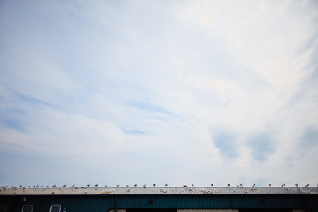 Lots of seagulls sitting on the roof in Howth harbour, Ireland.の写真素材