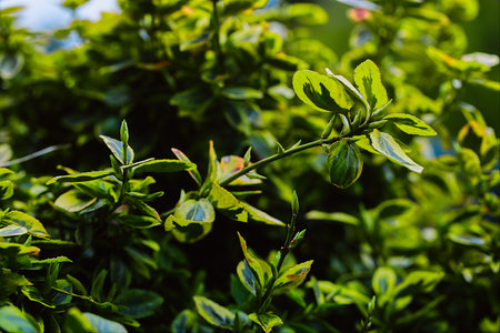 A well-groomed bush with yellow-green leaves on a rainy day.の写真素材